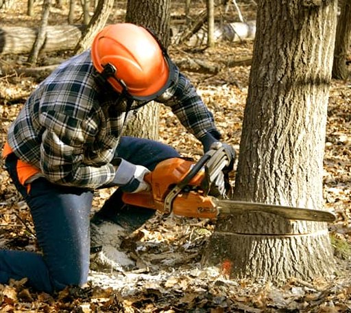 Tree Removal in Jamesport, MO